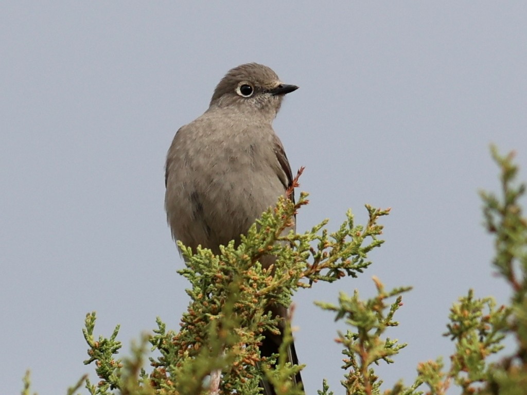 lesňák západní - ML645634506