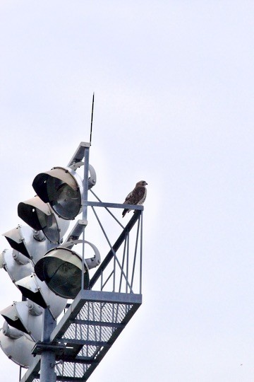 káně rudochvostá - ML645634507