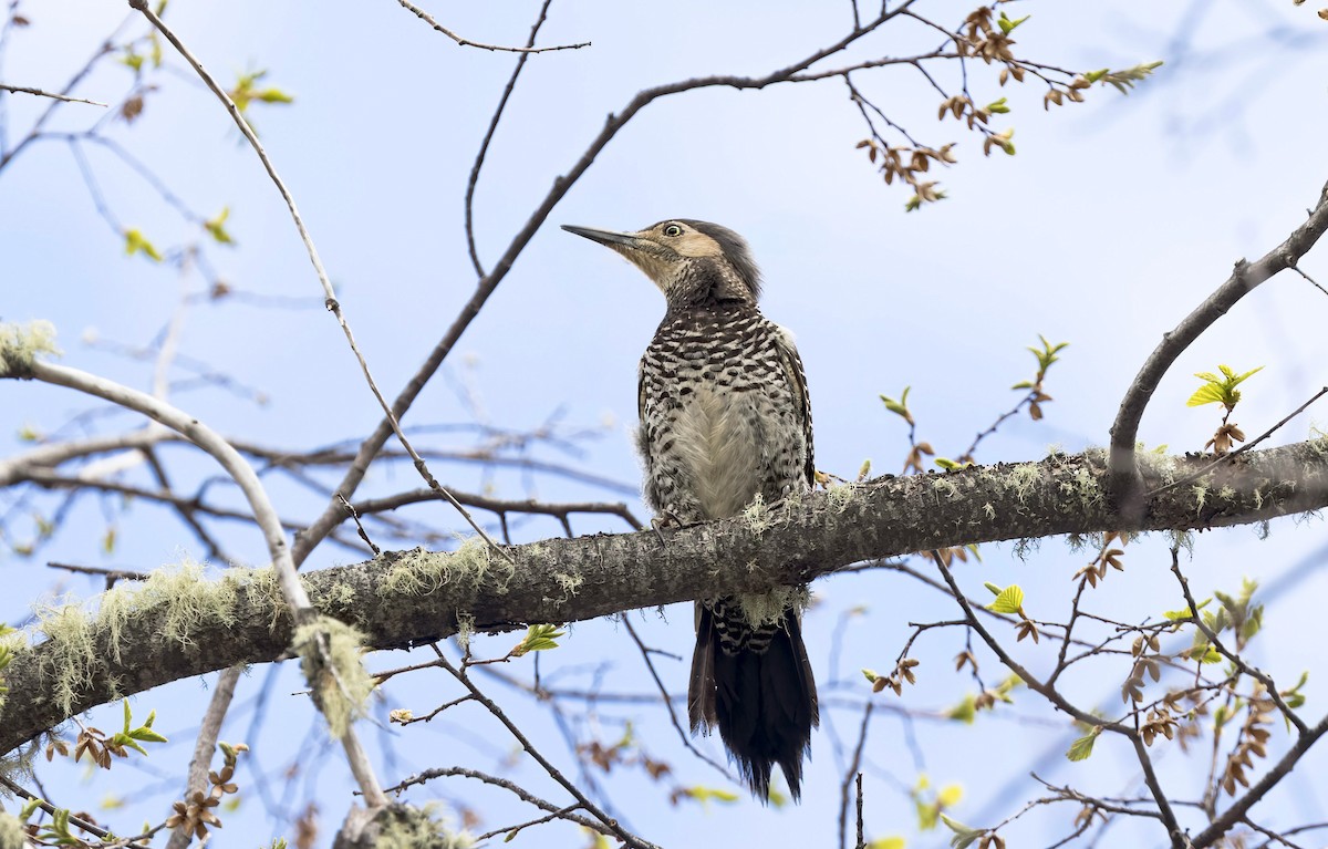 datel chilský - ML645634508