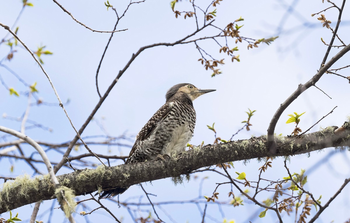 datel chilský - ML645634509