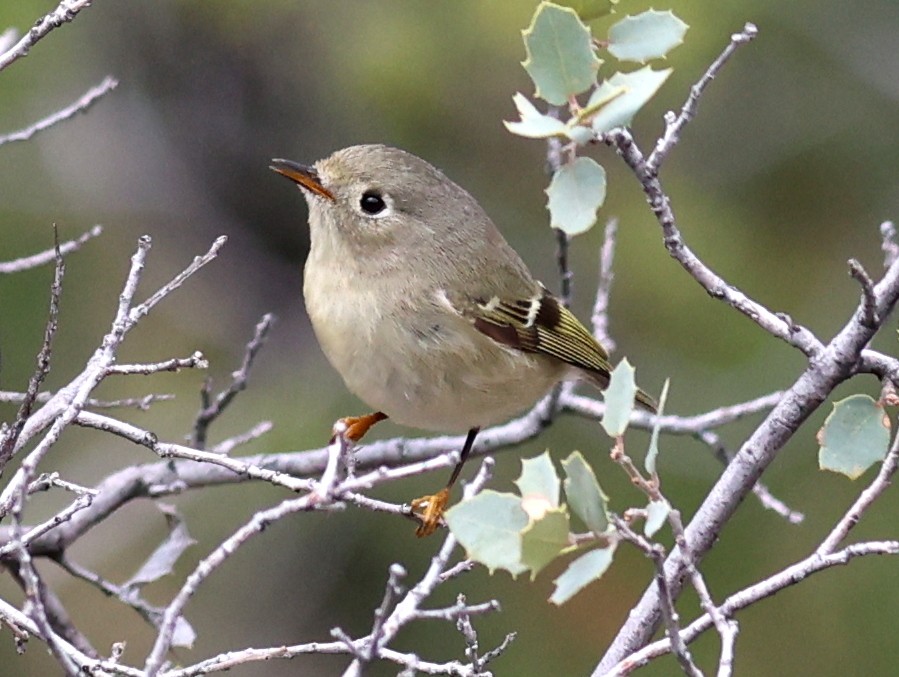 králíček americký - ML645634510