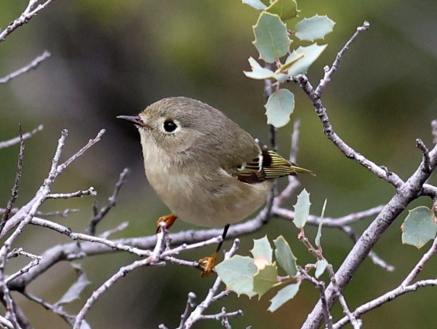 králíček americký - ML645634511