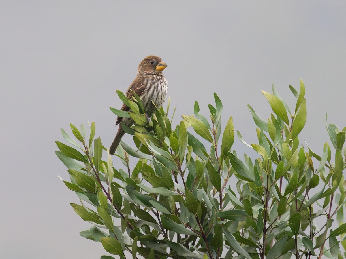 Grosbeak Weaver - ML645634512