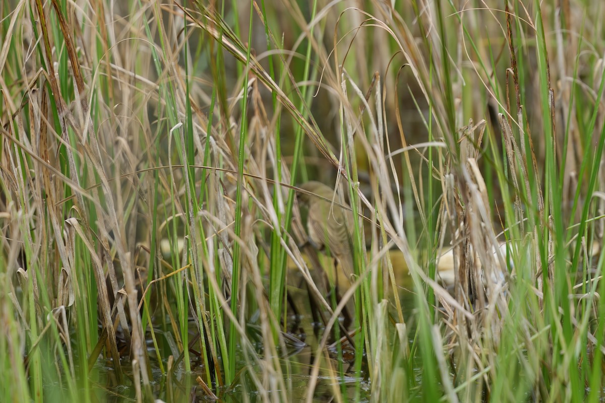 rákosník australský - ML645634515