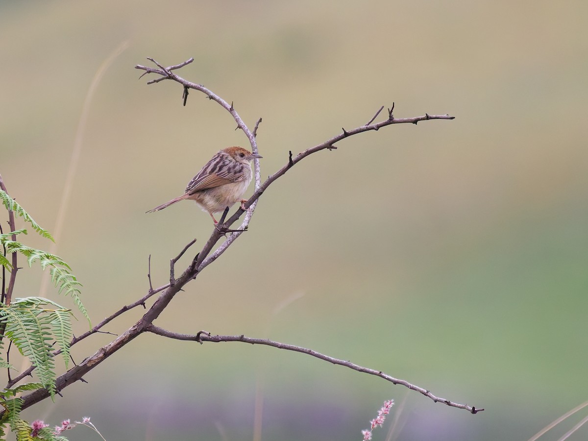 Wailing Cisticola - ML645634516