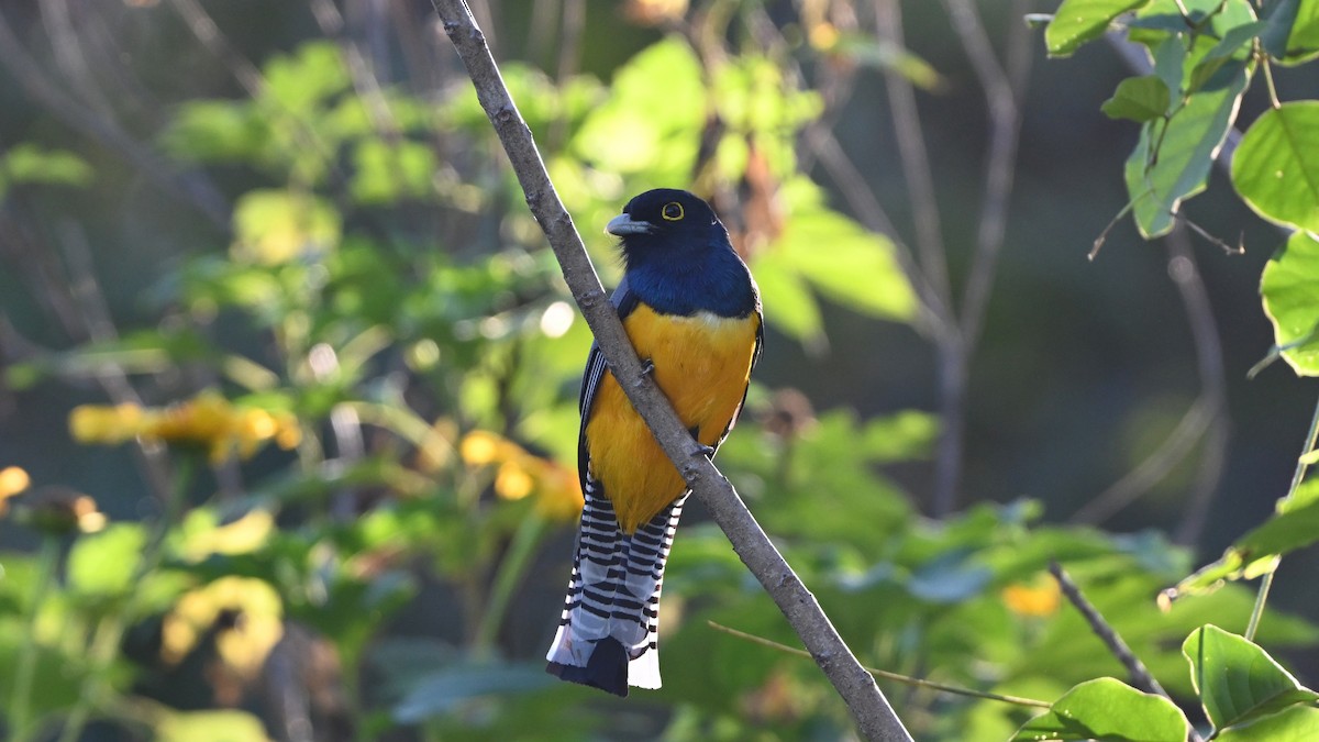 Gartered Violaceous Trogon - ML645634520