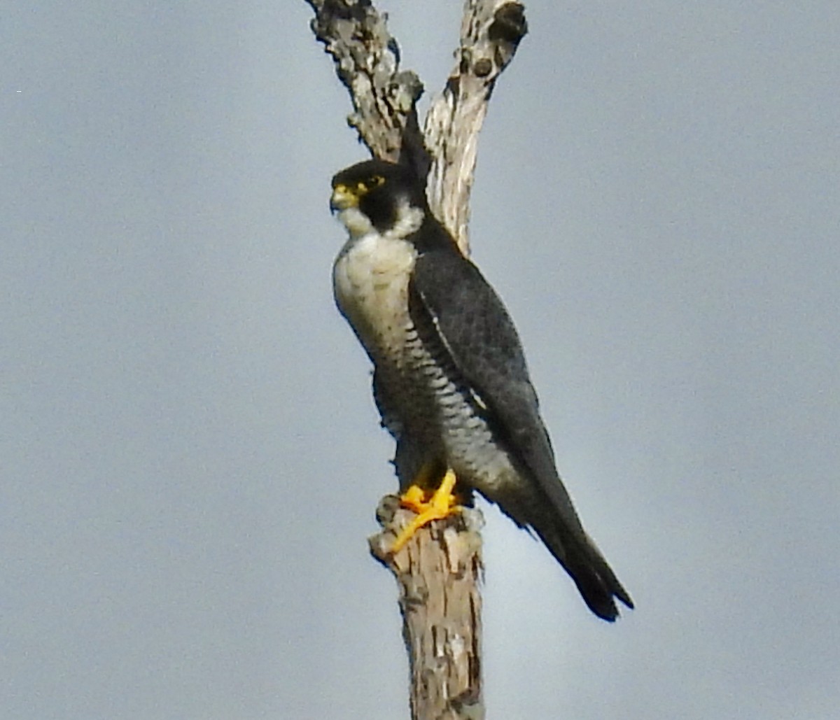 sokol stěhovavý - ML645634521