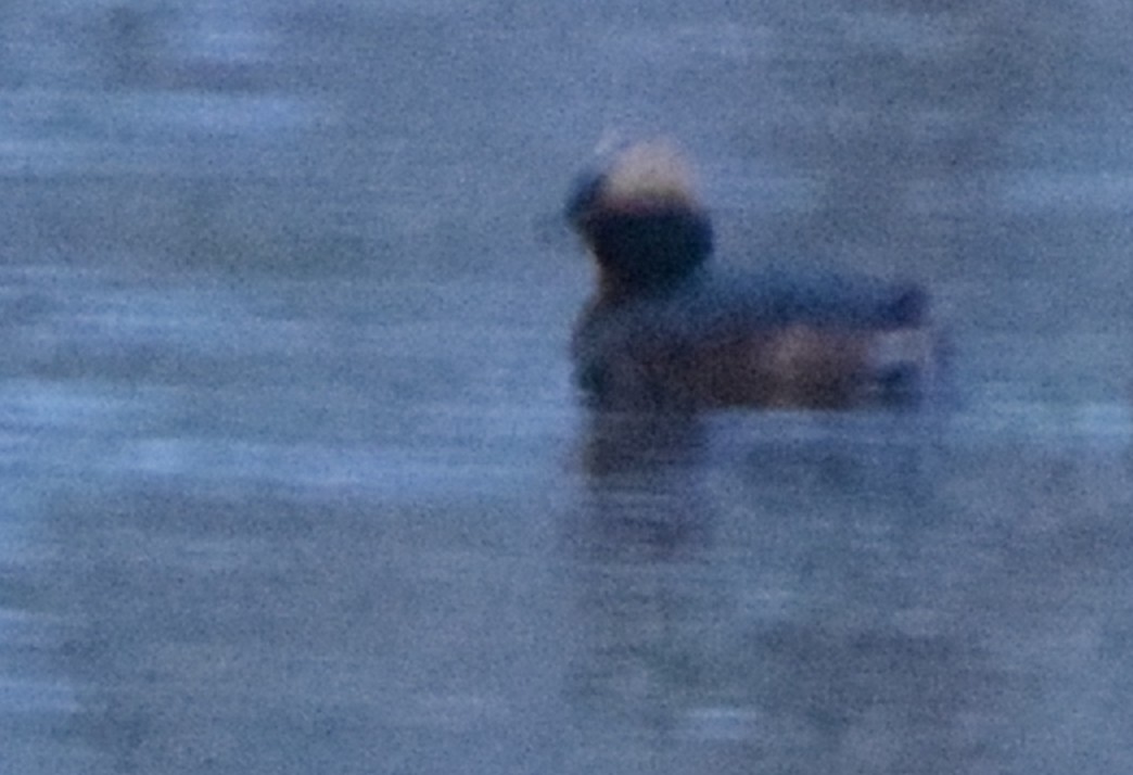 Красношейная поганка - ML645634529