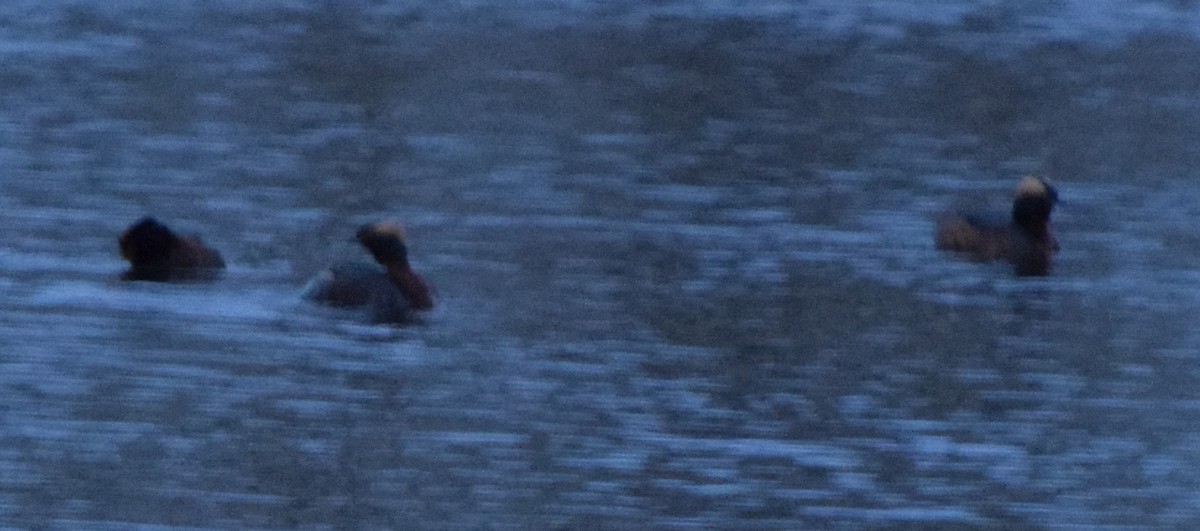 Красношейная поганка - ML645634530