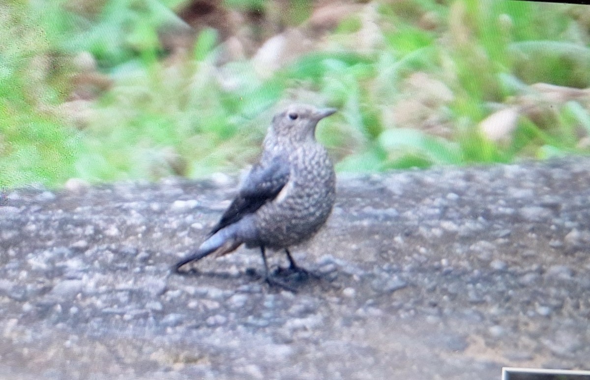 Blue Rock-Thrush - ML645634533