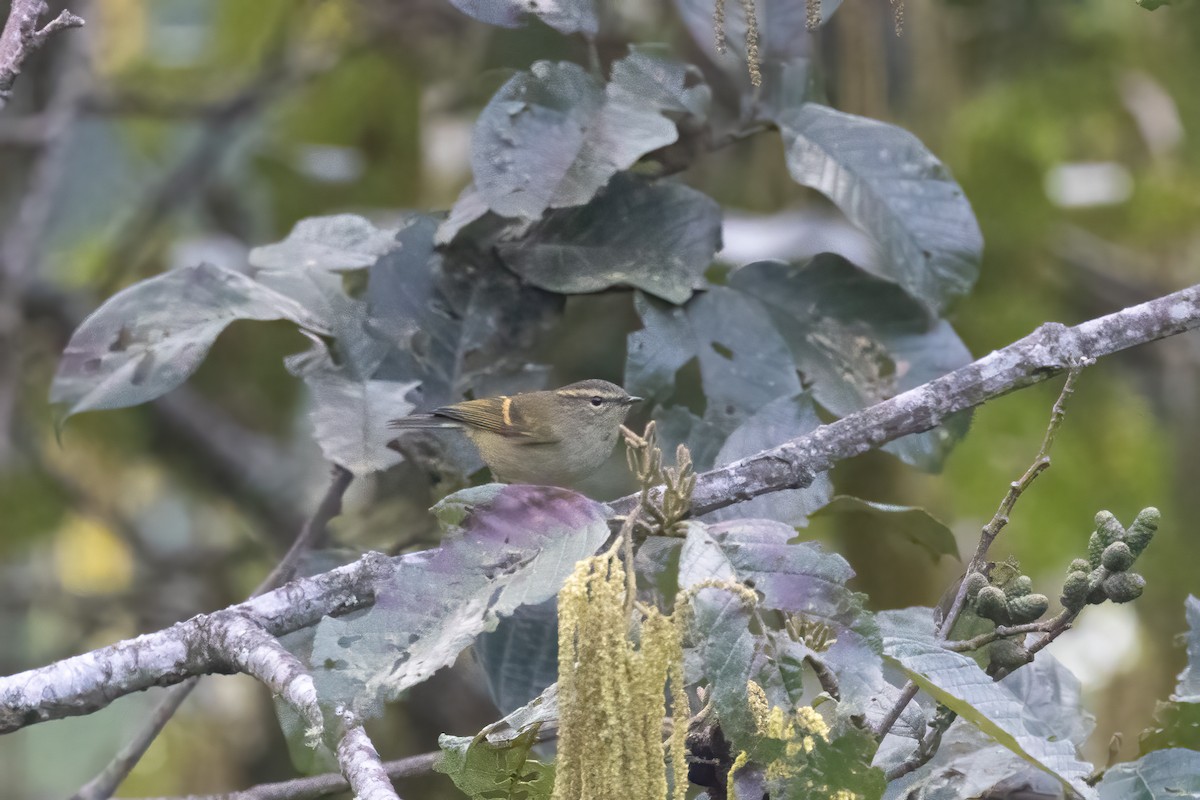 Buff-barred Warbler - ML645634538