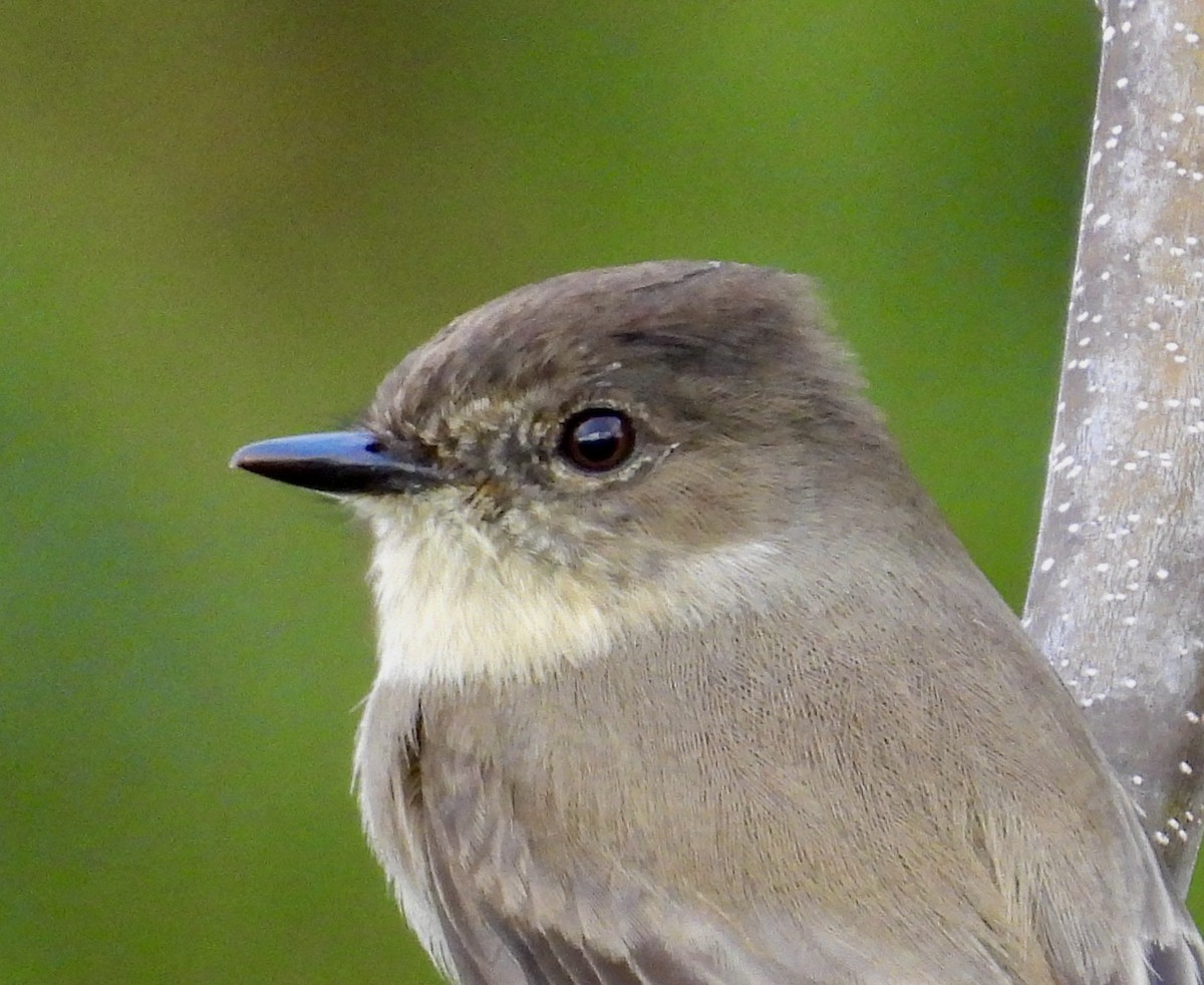 Weißbauch-Phoebetyrann - ML645634541