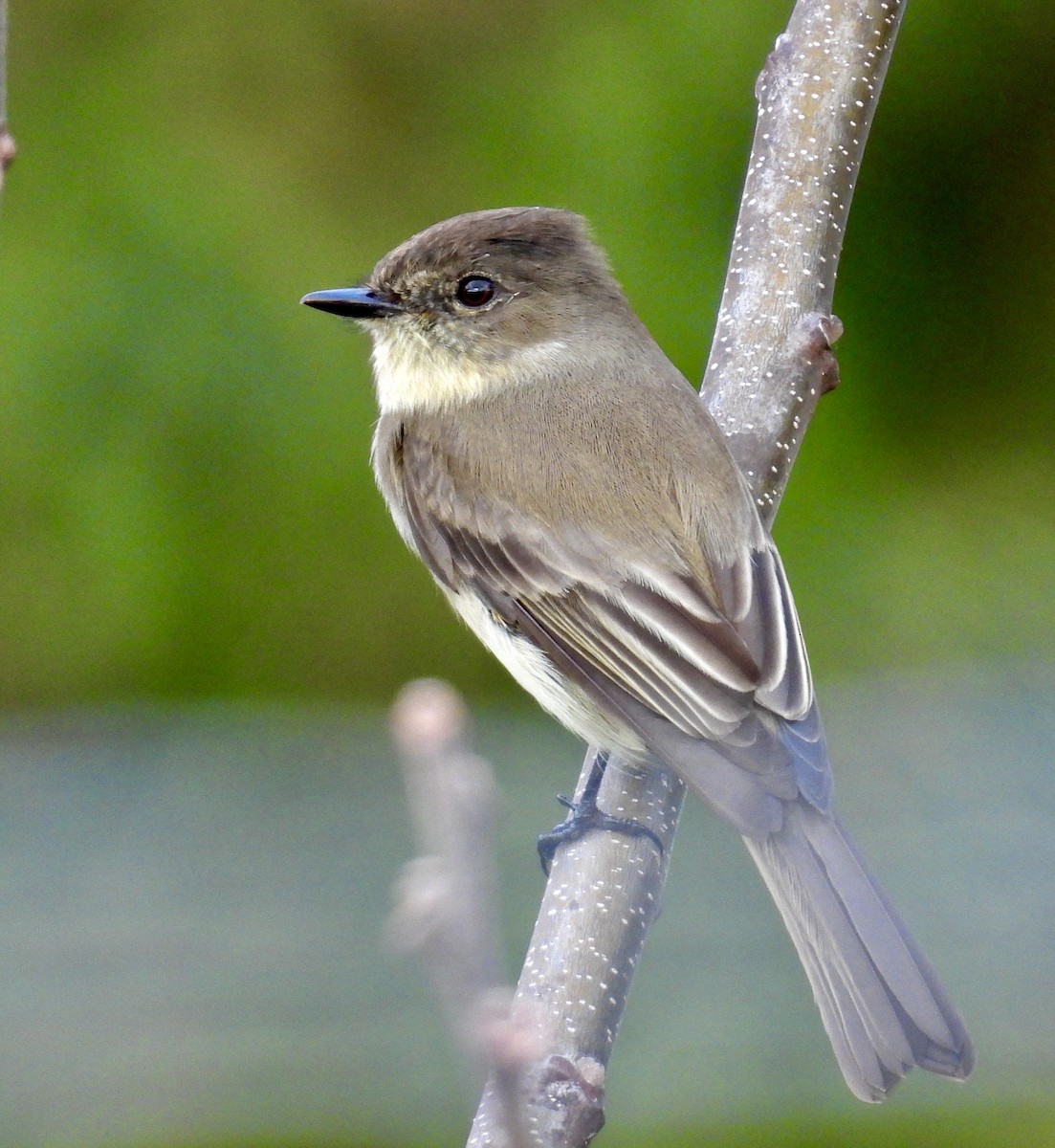 Weißbauch-Phoebetyrann - ML645634542