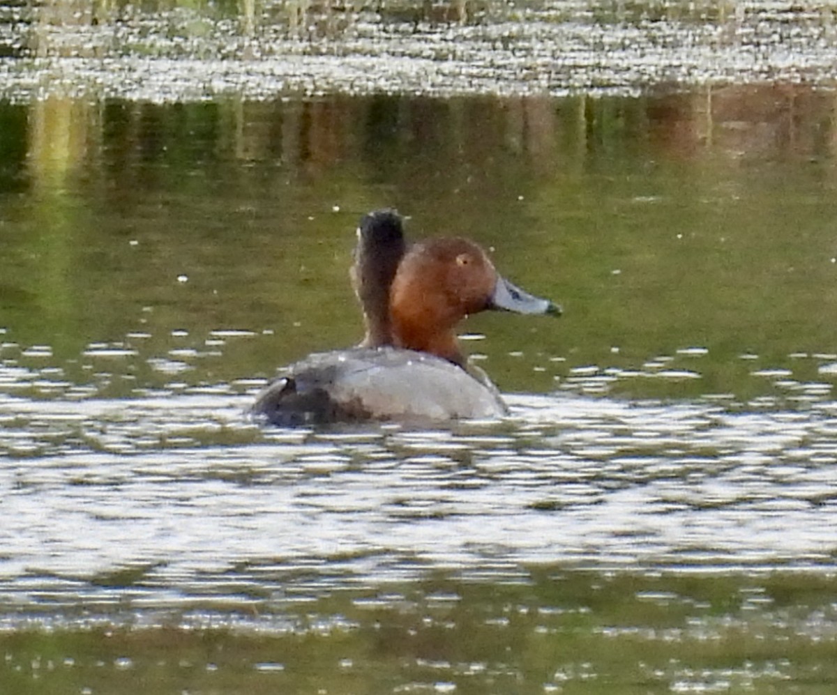 Redhead - ML645634550