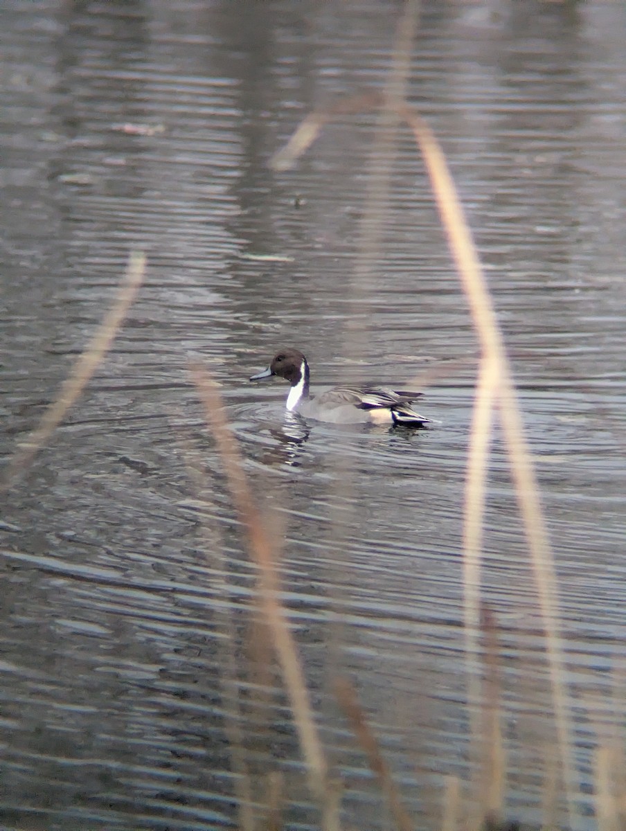Northern Pintail - ML645634559