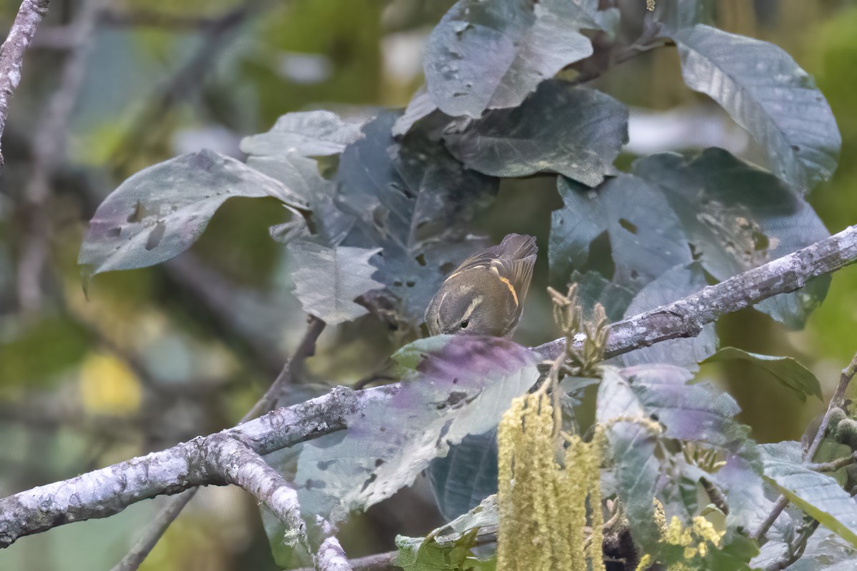 Buff-barred Warbler - ML645634564