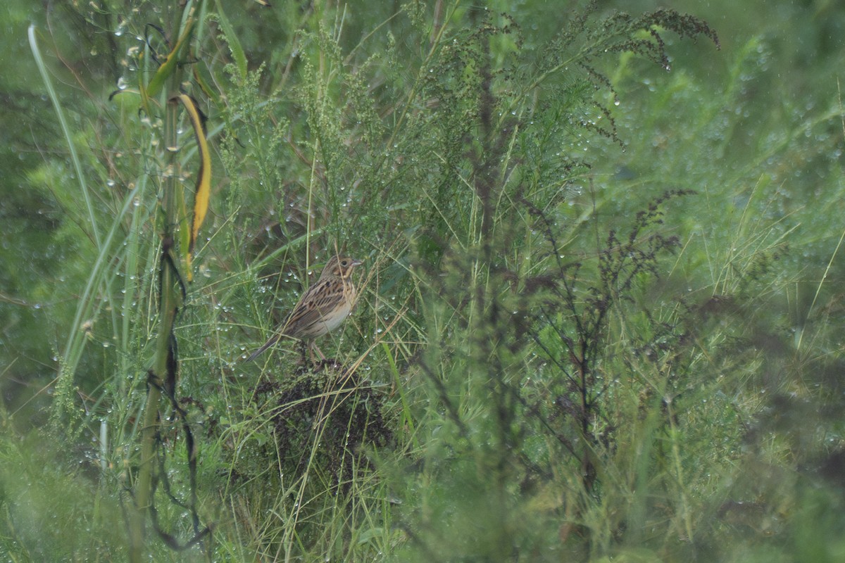 Chestnut-eared Bunting - ML645634565