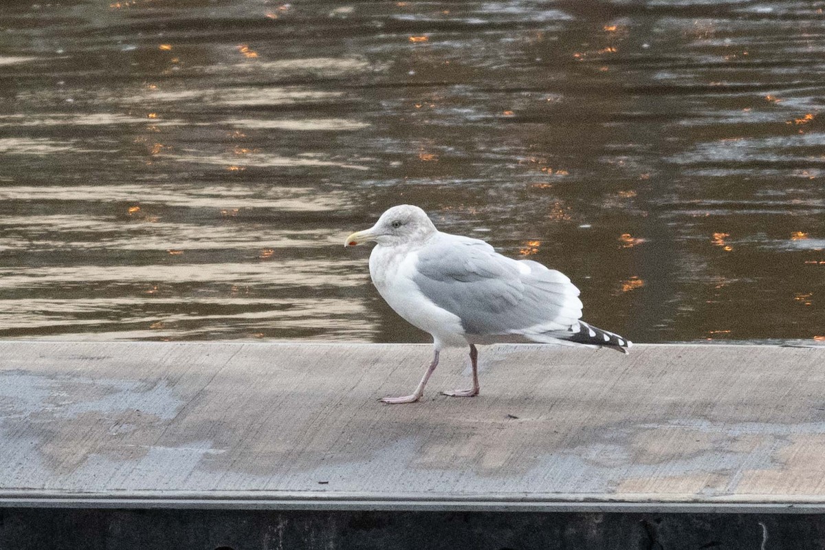 Iceland Gull - ML645634567