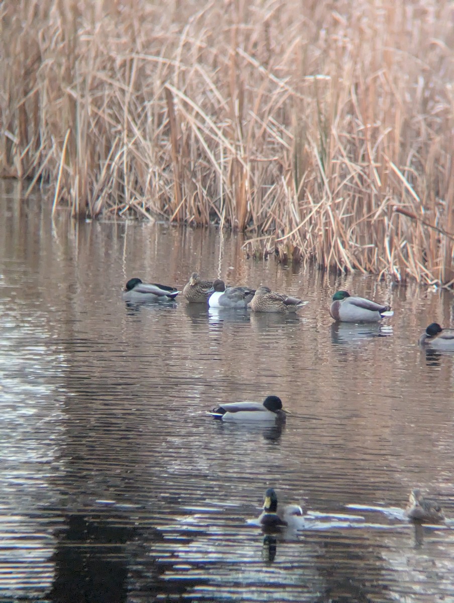 Northern Pintail - ML645634571