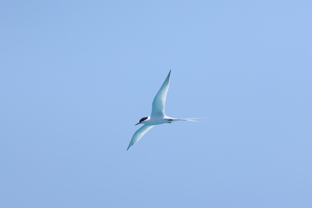 Roseate Tern - ML645634588