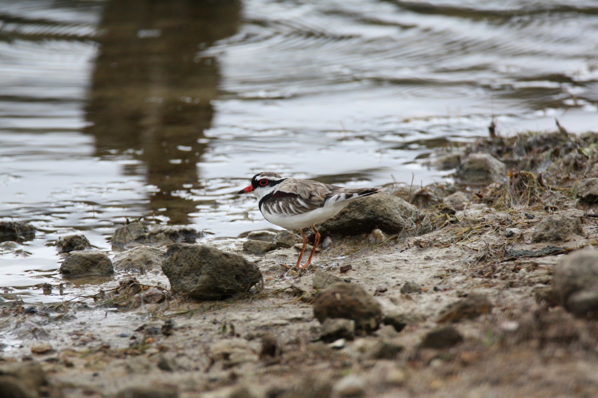 Black-fronted Dotterel - ML645634601