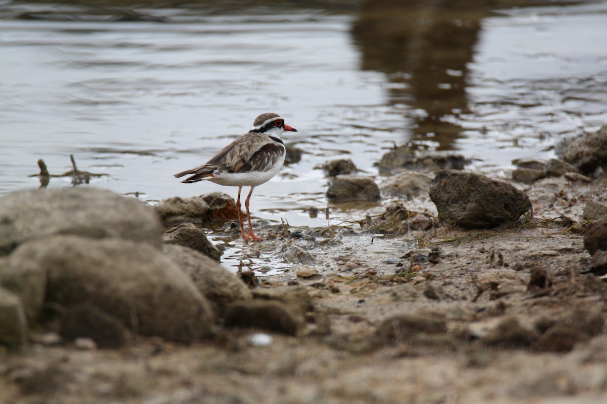 Black-fronted Dotterel - ML645634602