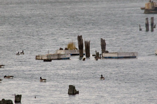 Canada Goose - ML645634608