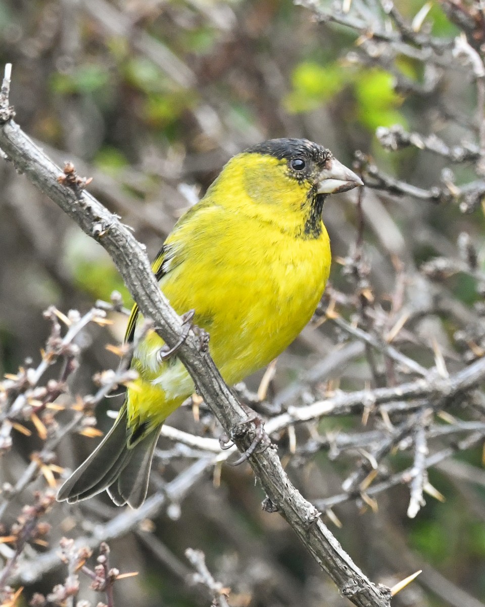 čížek vousatý - ML645634612