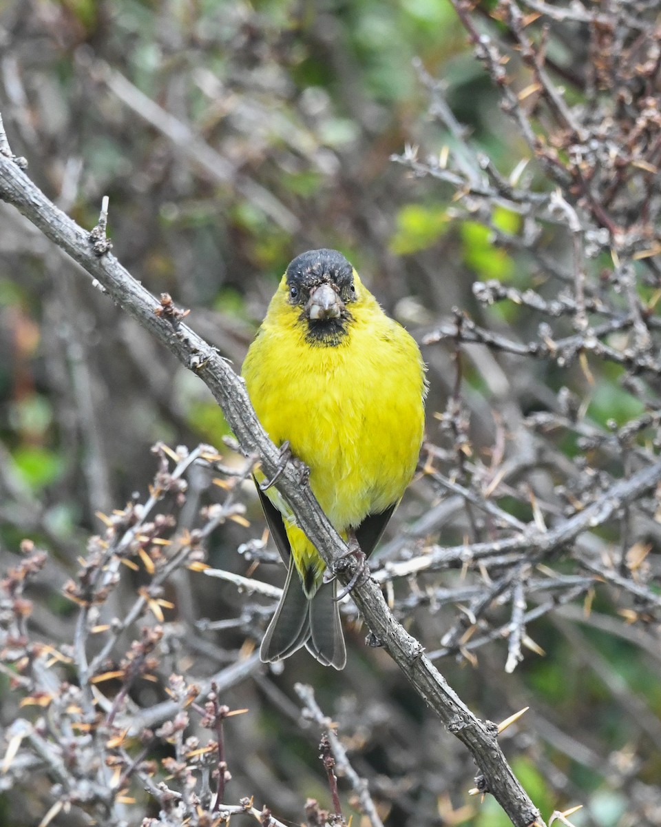 čížek vousatý - ML645634613