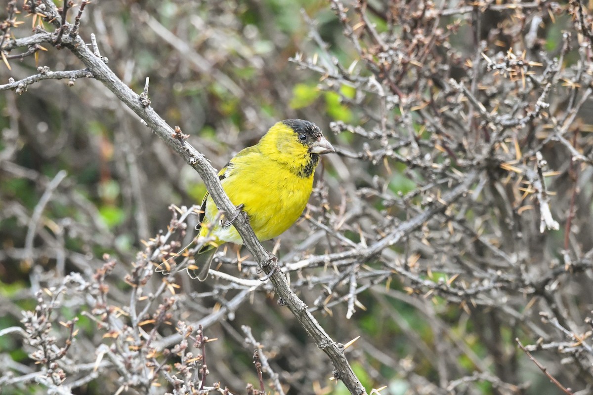 čížek vousatý - ML645634614