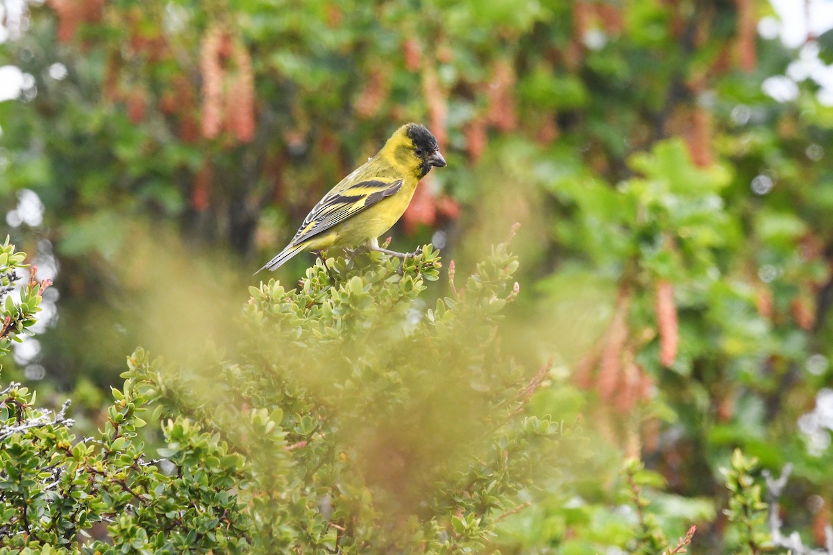 čížek vousatý - ML645634615