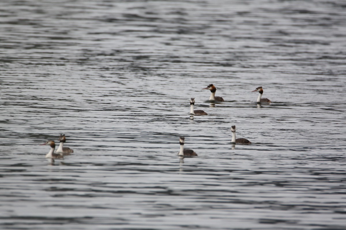 Great Crested Grebe - ML645634620