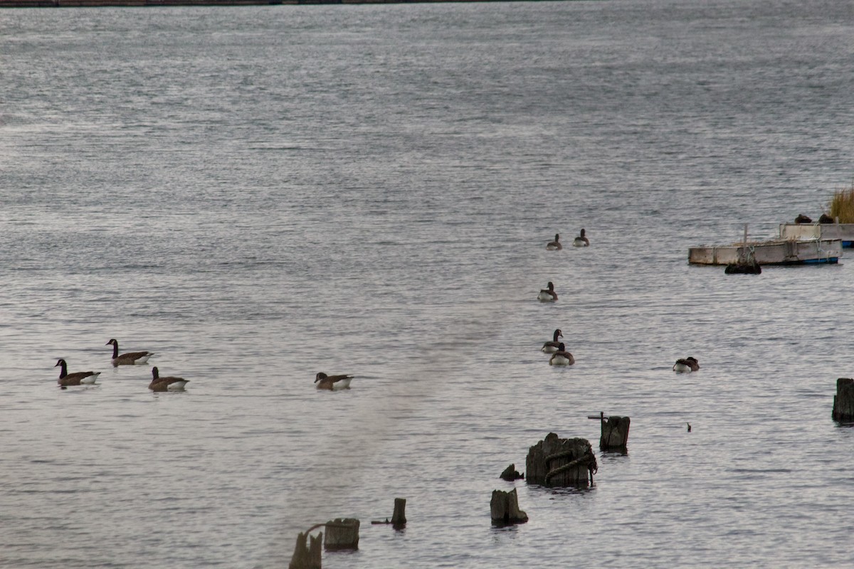 Canada Goose - ML645634621