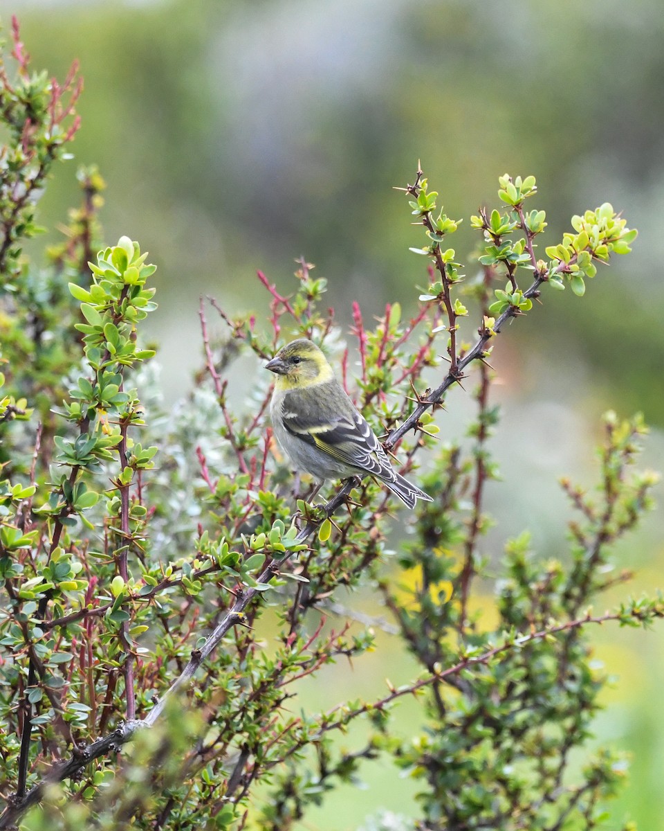 čížek vousatý - ML645634624