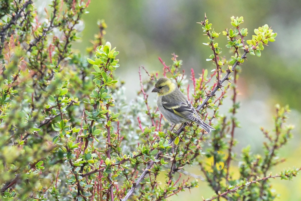 čížek vousatý - ML645634625