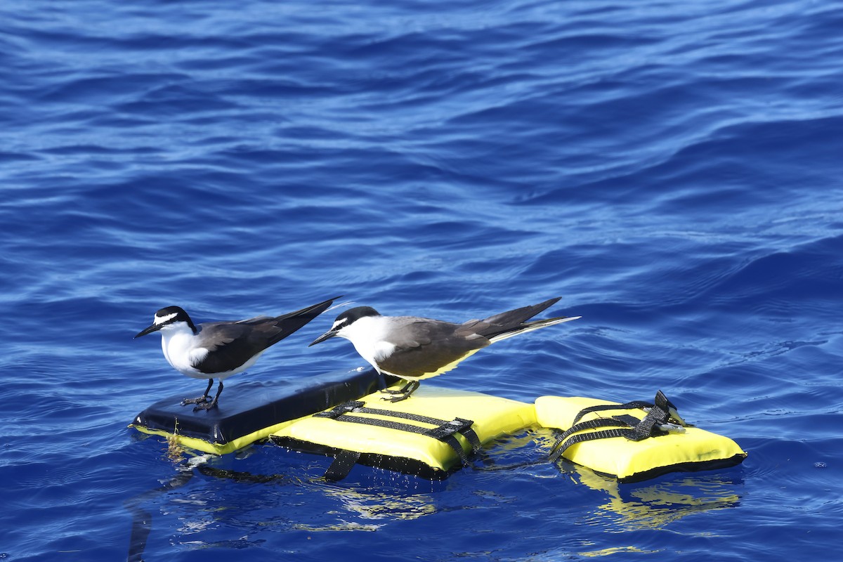 Bridled Tern - ML645634644