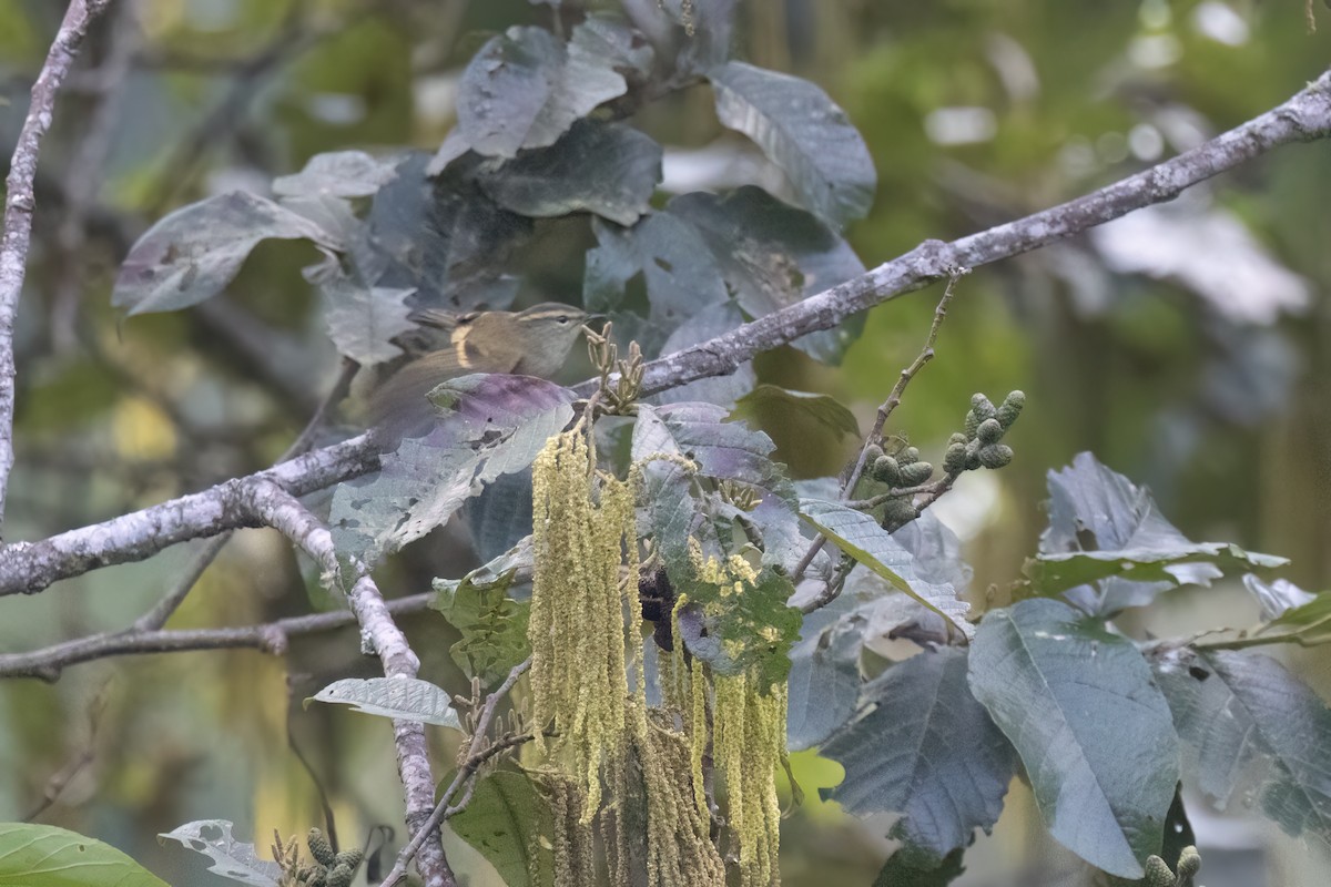 Buff-barred Warbler - ML645634646