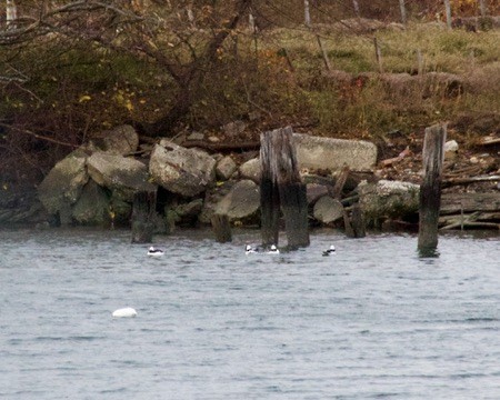 Гоголь-головастик - ML645634653