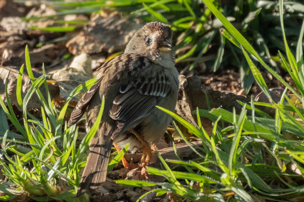 White-crowned Sparrow - ML645634655