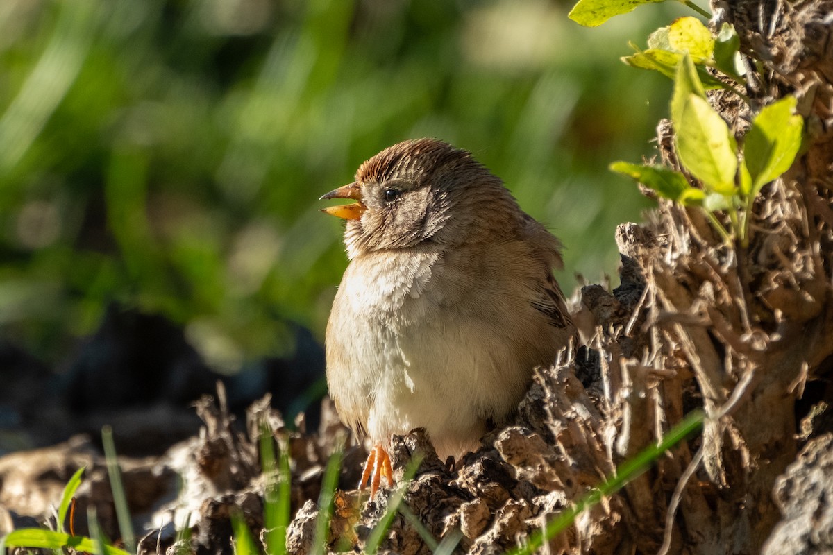 White-crowned Sparrow - ML645634656