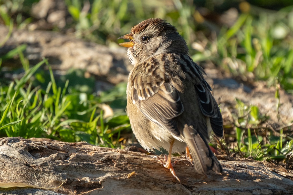 White-crowned Sparrow - ML645634657