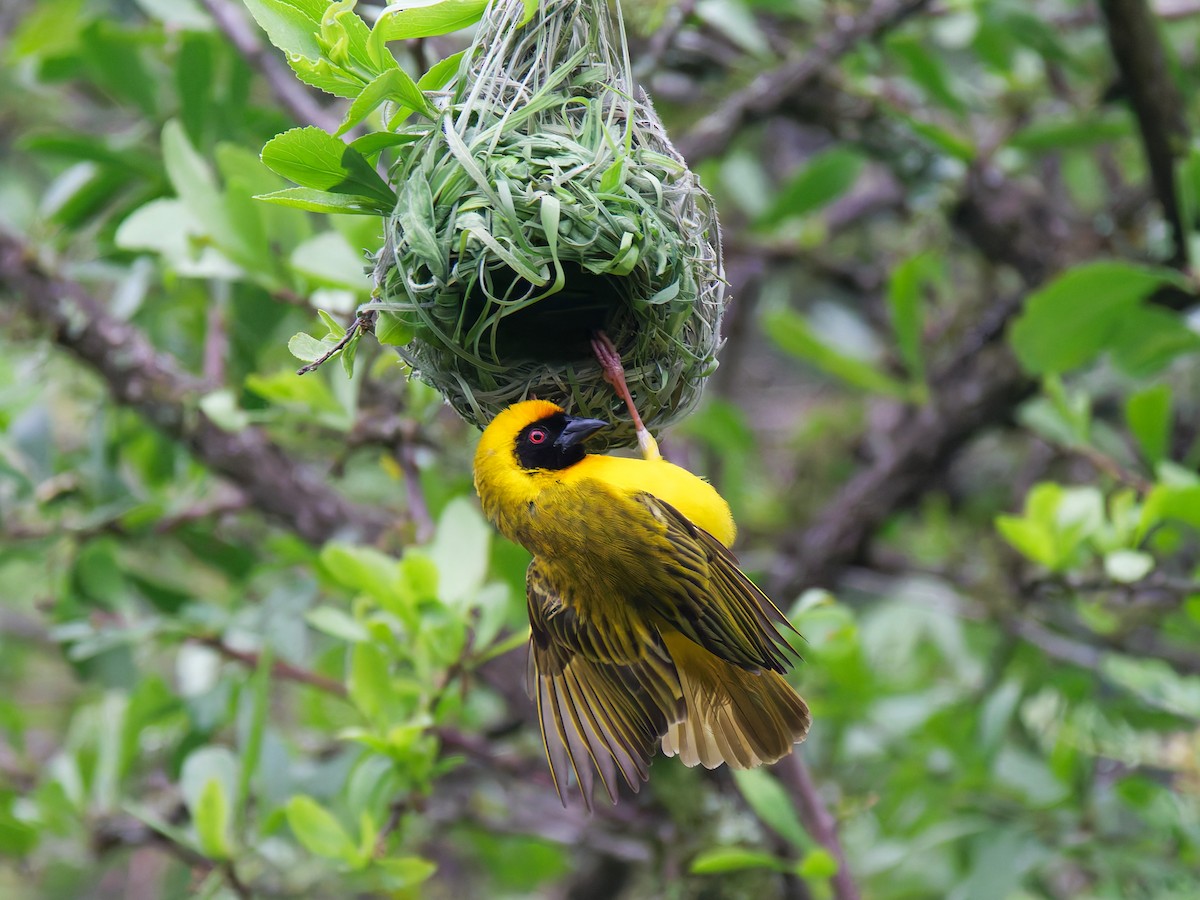 Southern Masked-Weaver - ML645634665