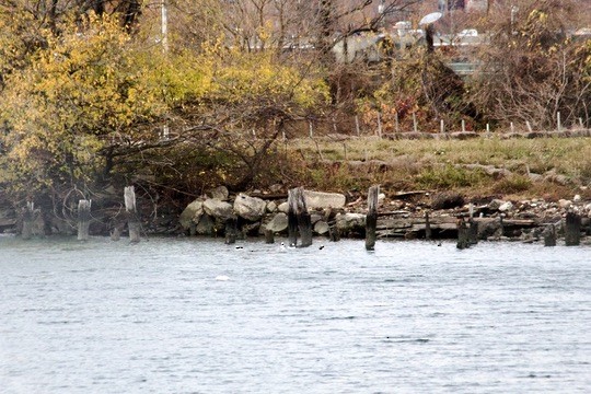 Гоголь-головастик - ML645634667