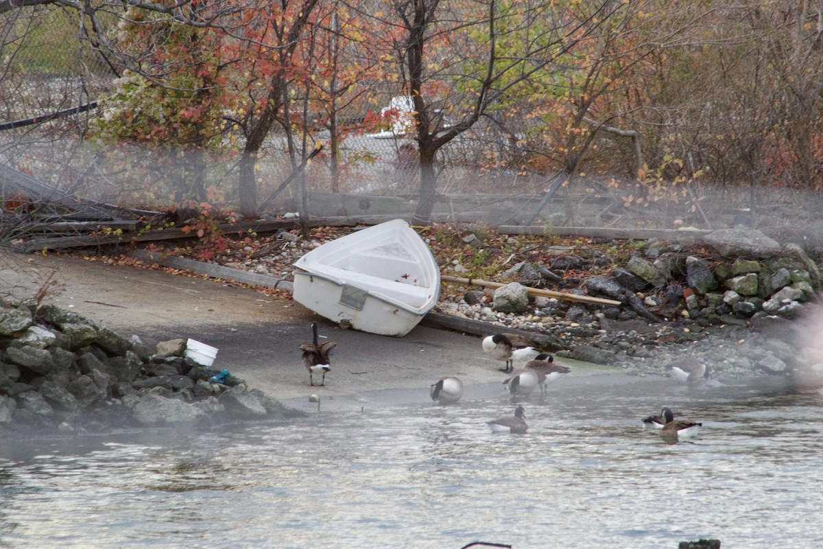 Canada Goose - ML645634675