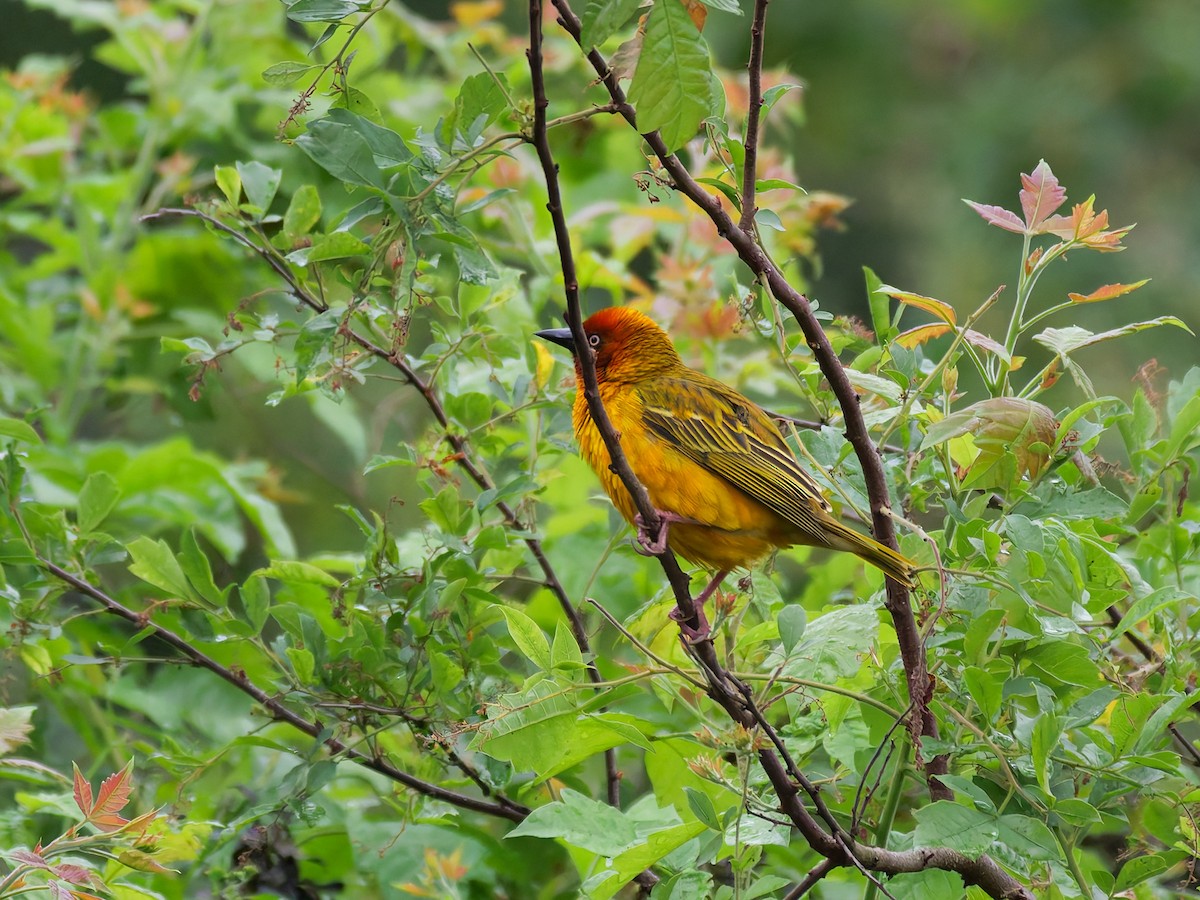 Cape Weaver - ML645634676