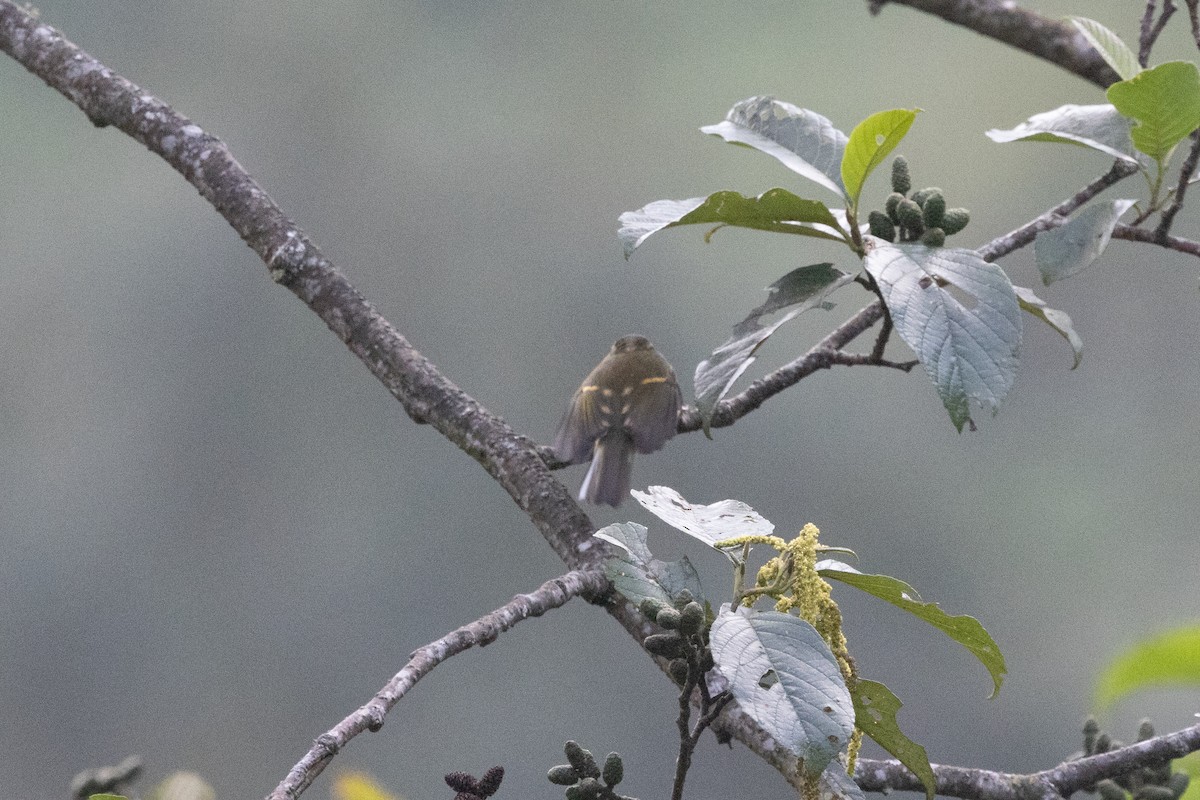 Buff-barred Warbler - ML645634680