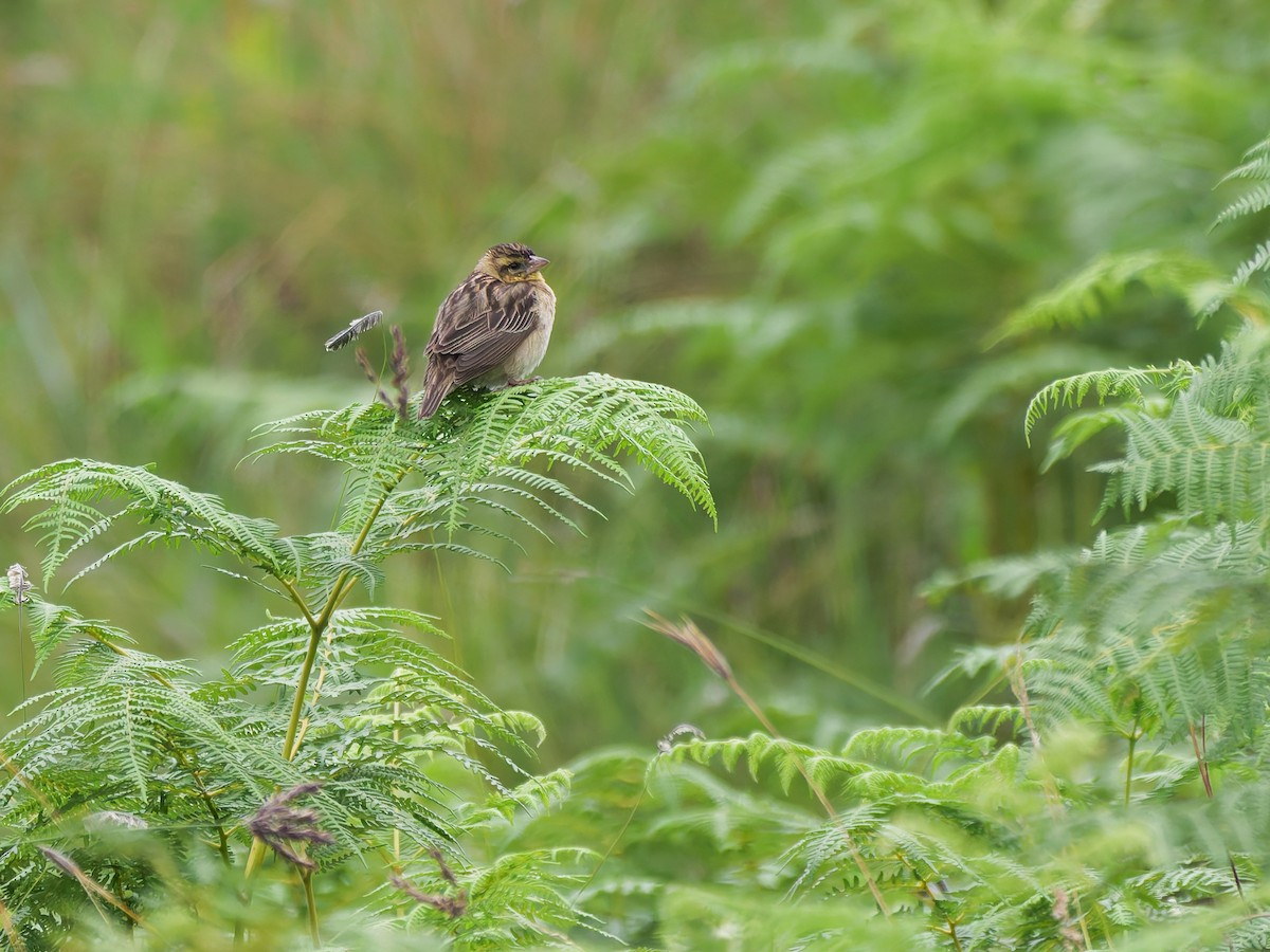 Red-collared Widowbird - ML645634681