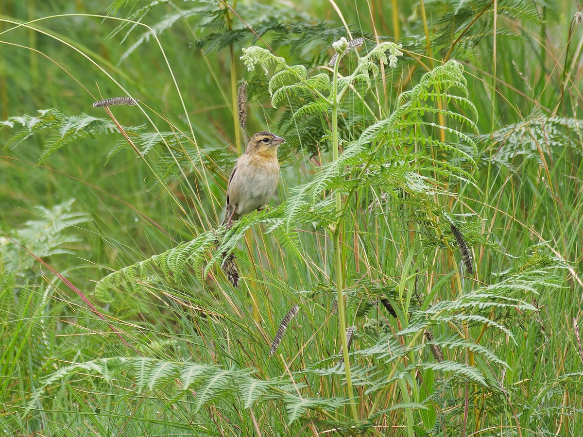 Red-collared Widowbird - ML645634682
