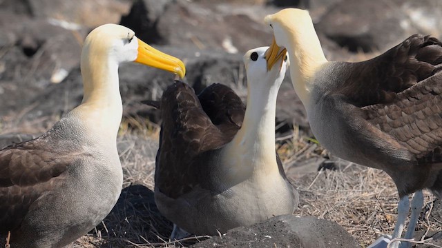 Альбатрос галапагоський - ML645634683