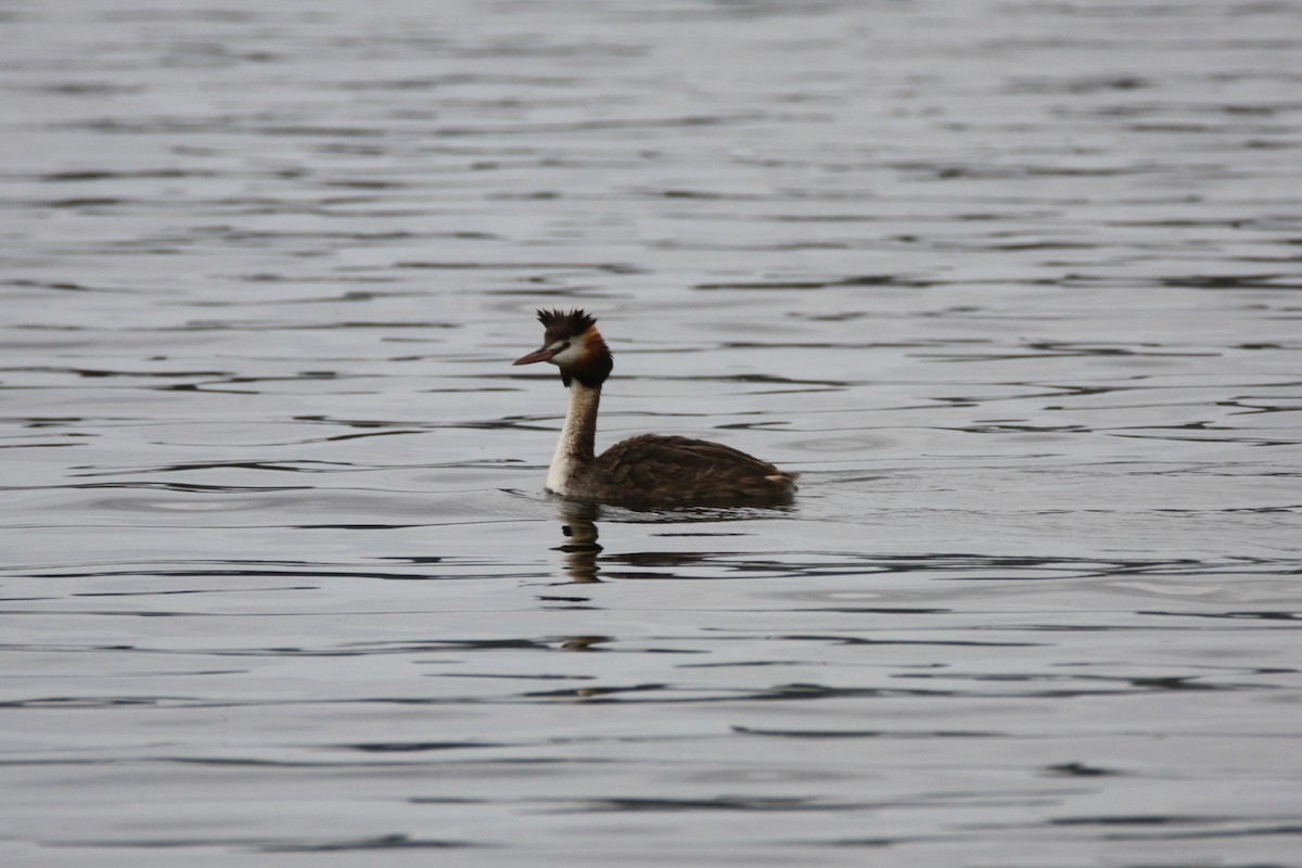 Great Crested Grebe - ML645634685